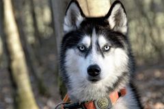 Husky