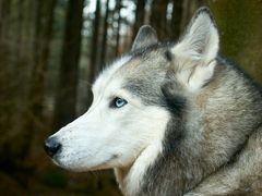 HUSKY