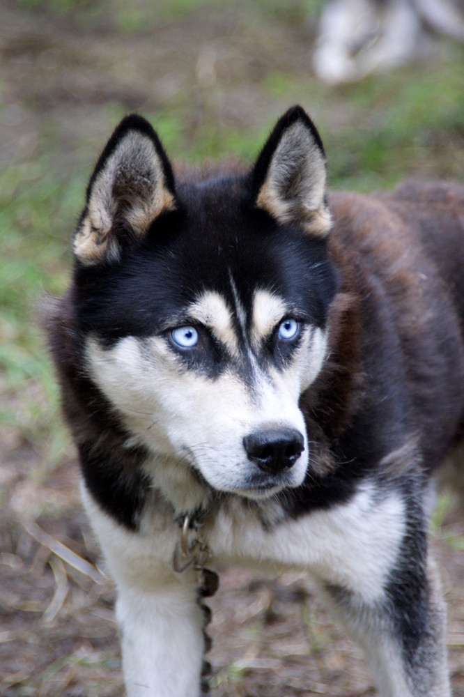 Husky