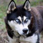 Husky