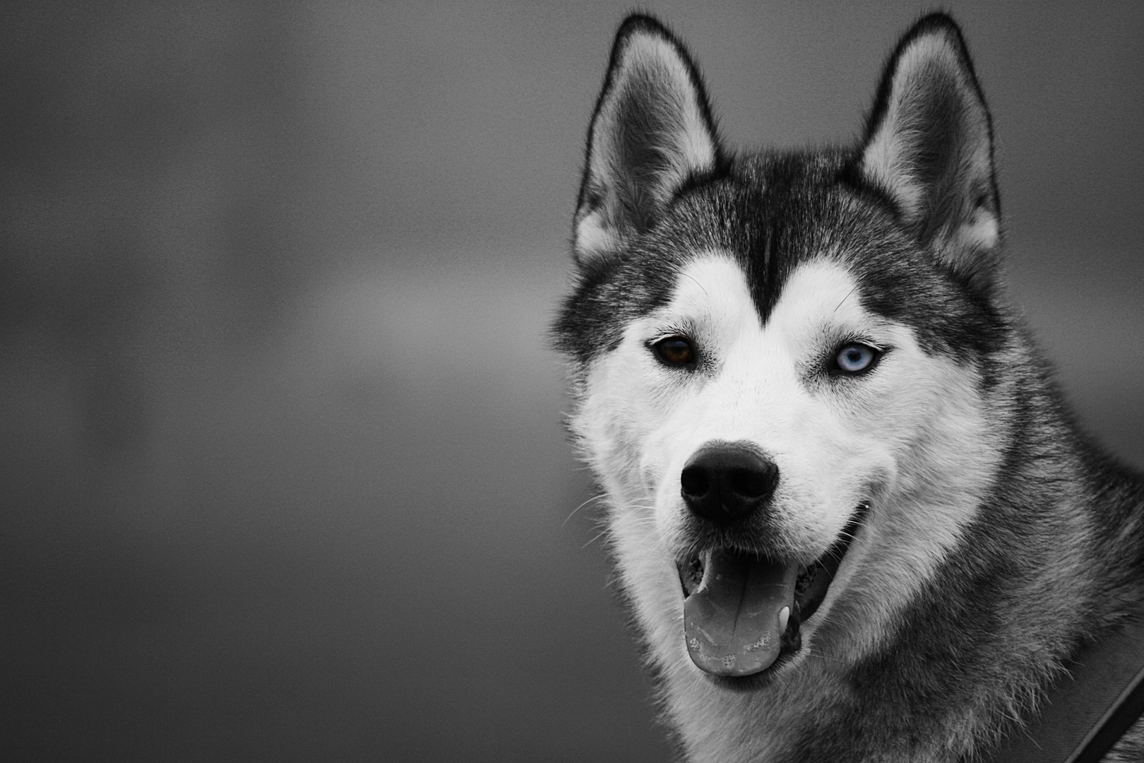 Husky