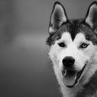 Husky