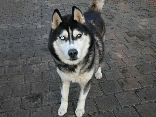 Husky,.