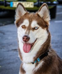 Husky