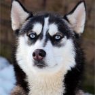 Husky