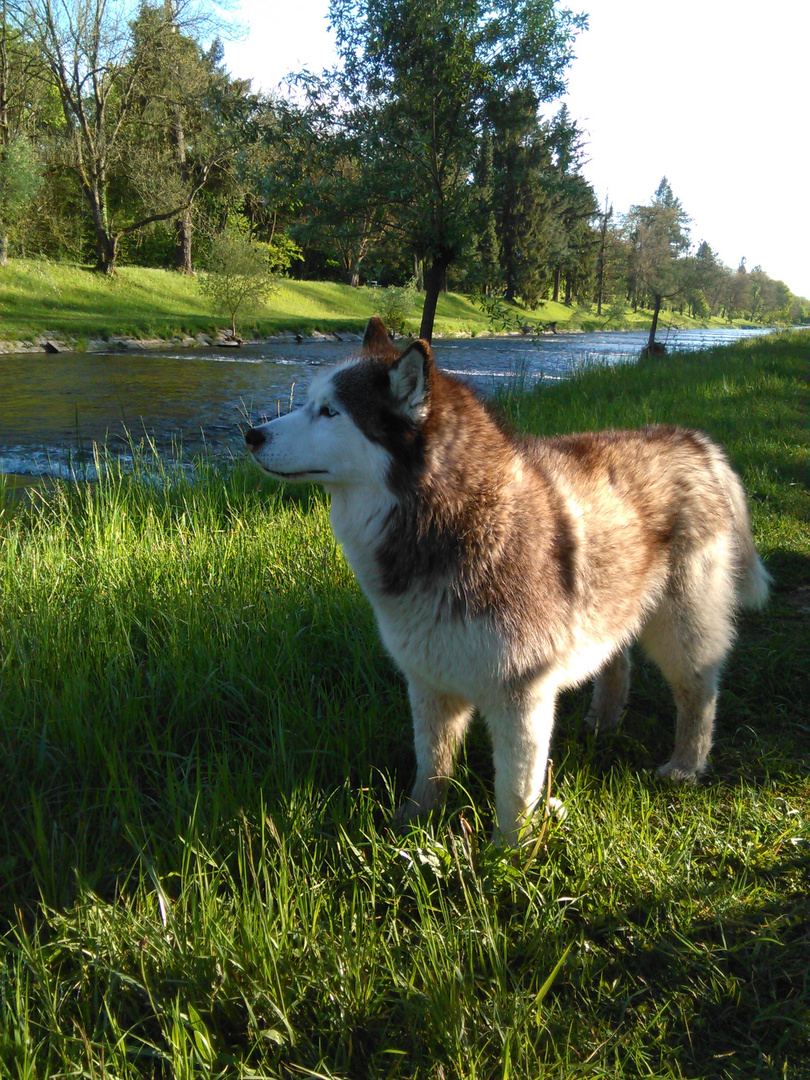 Husky