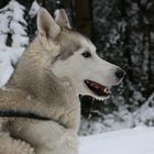 Husky