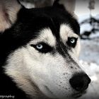 Husky