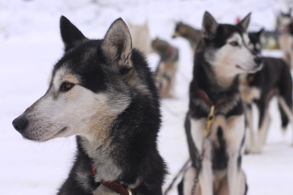 Husky