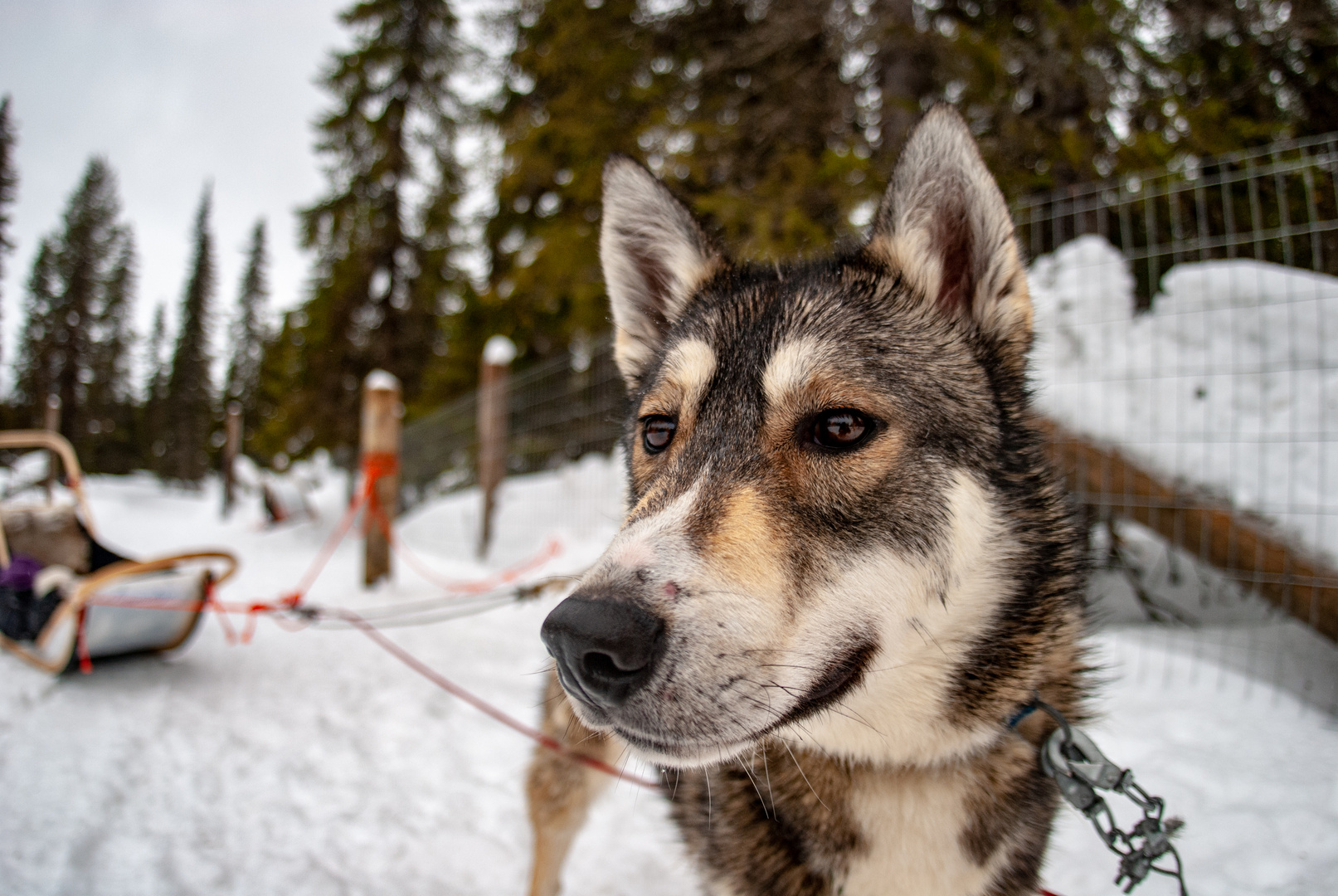 Husky