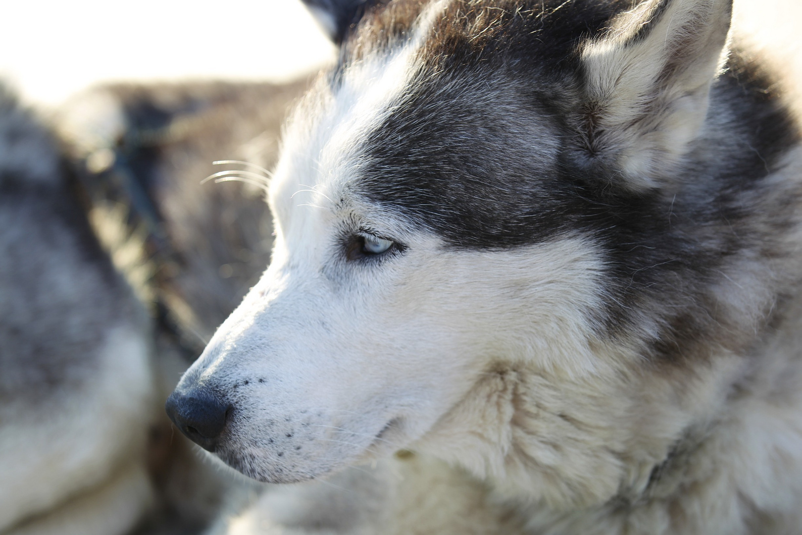 Husky