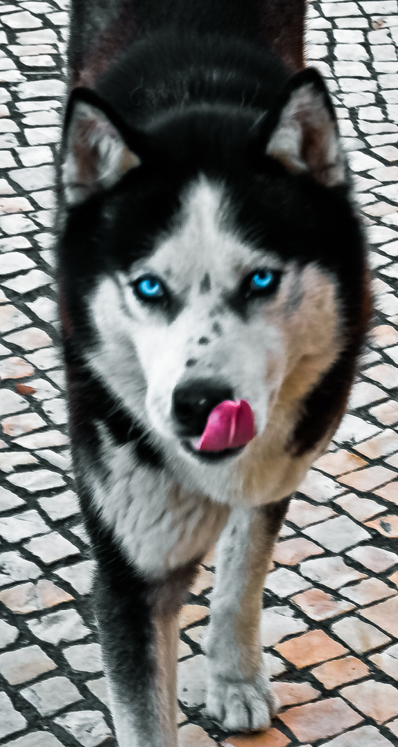 Husky