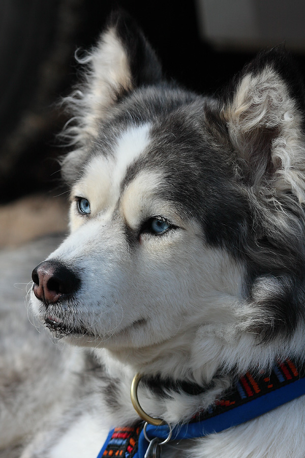 Husky