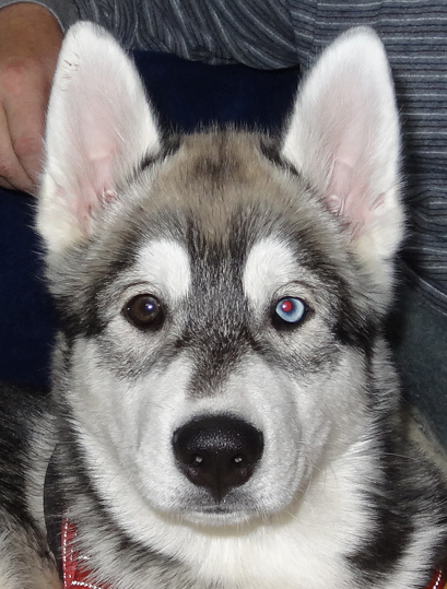 Husky