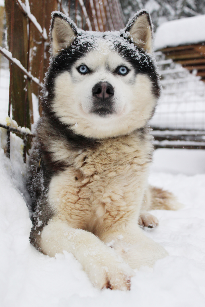 Husky