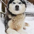 Husky