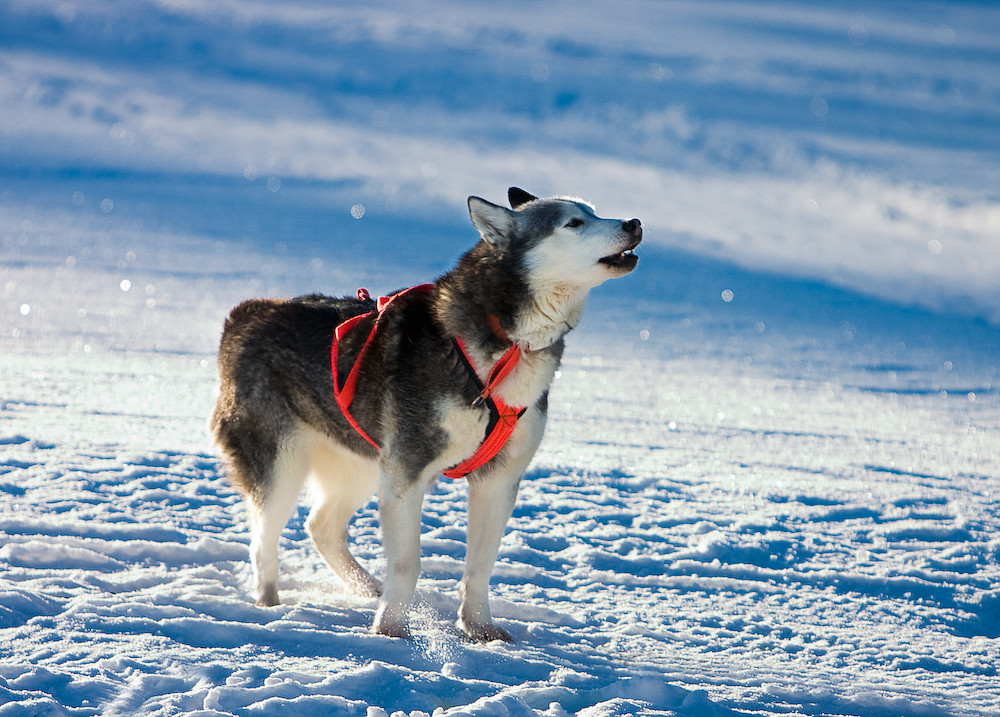 Husky