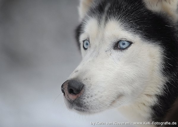 Husky