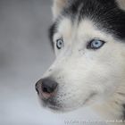 Husky