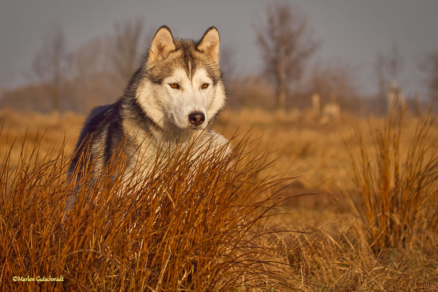 Husky