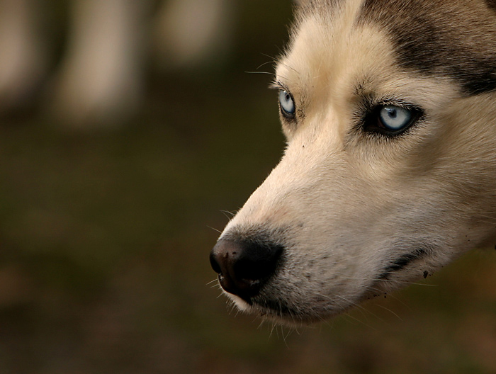 Husky