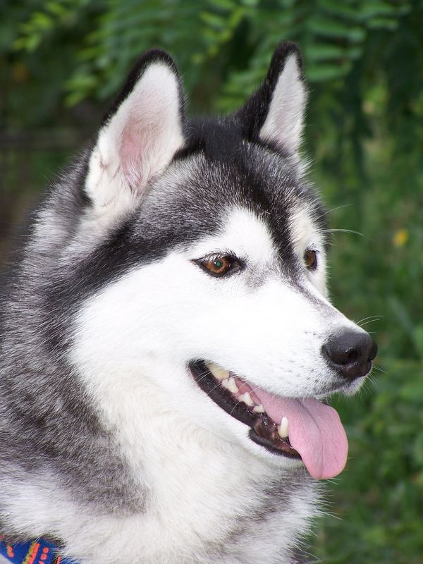 Husky