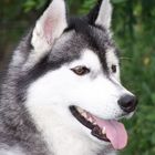 Husky