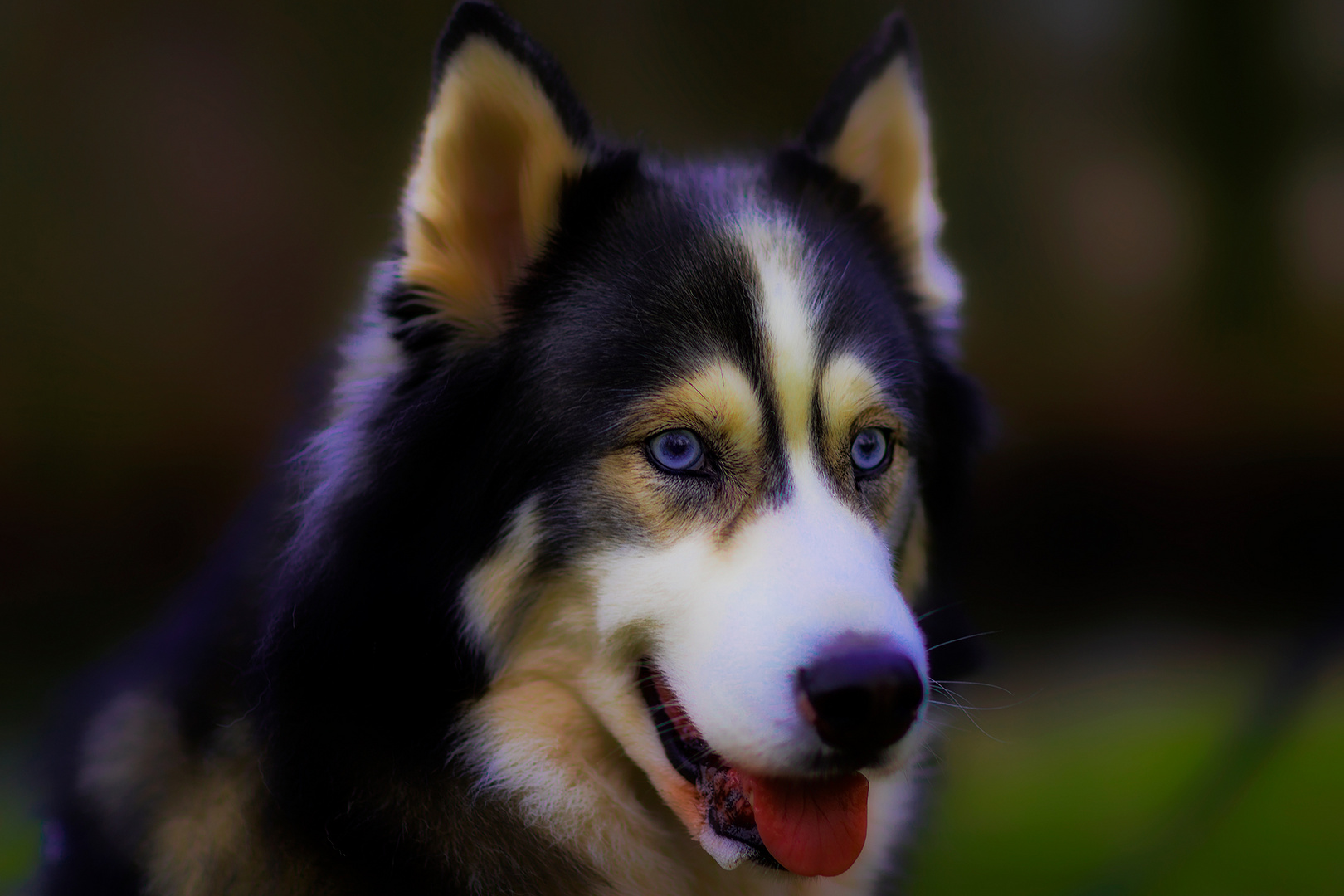 Husky