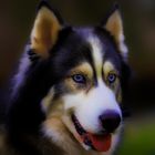 Husky