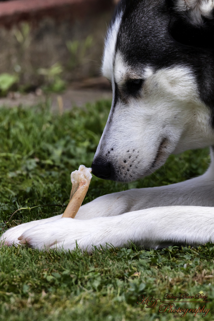 Husky