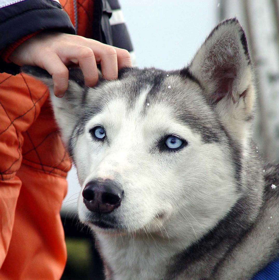 Husky