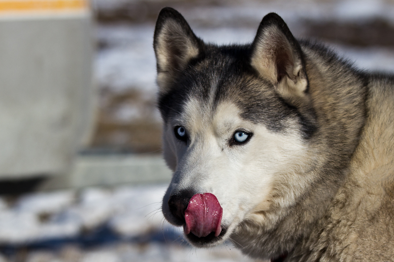 Husky