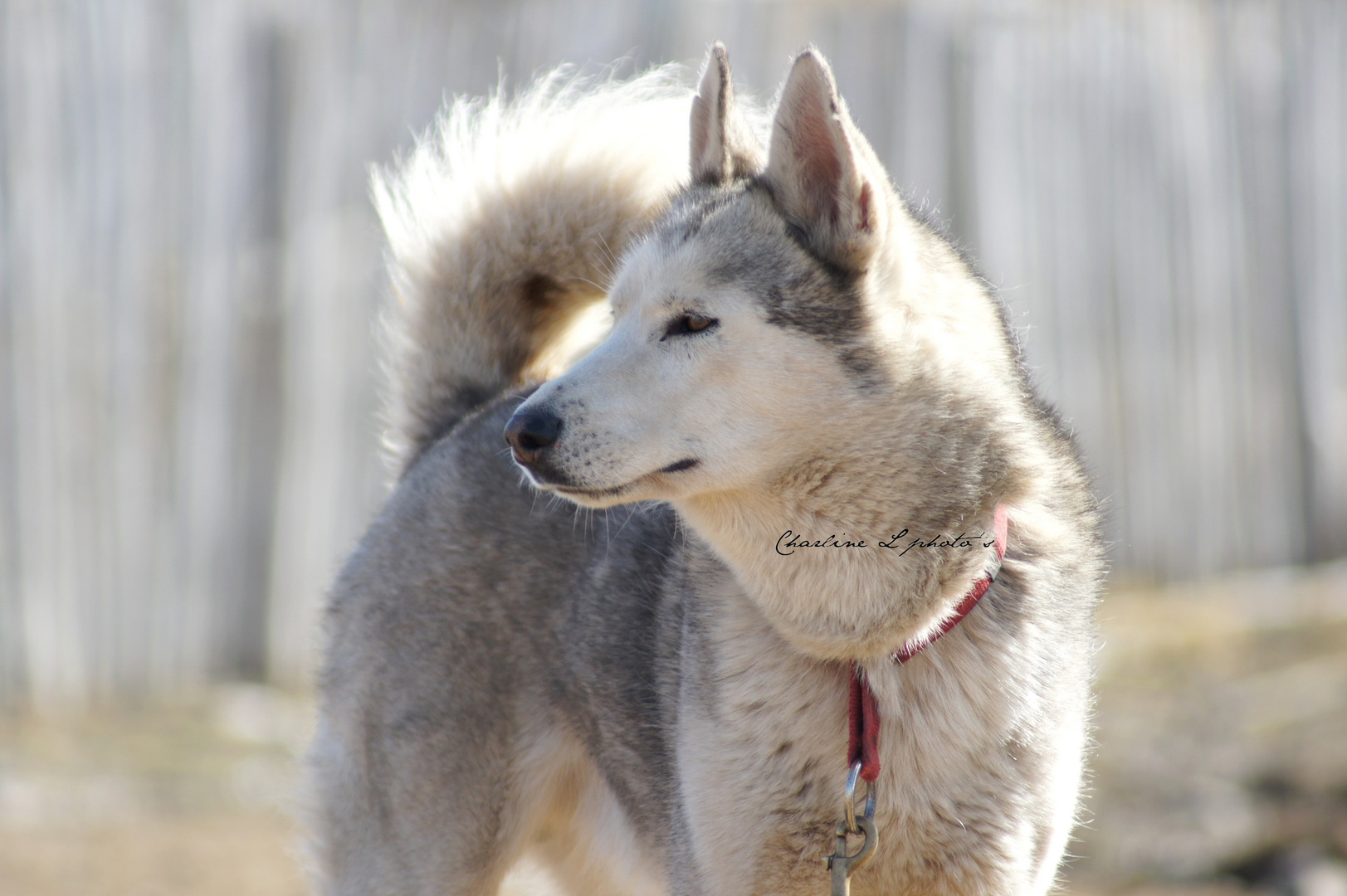 Husky à Chastreix ( 2 )