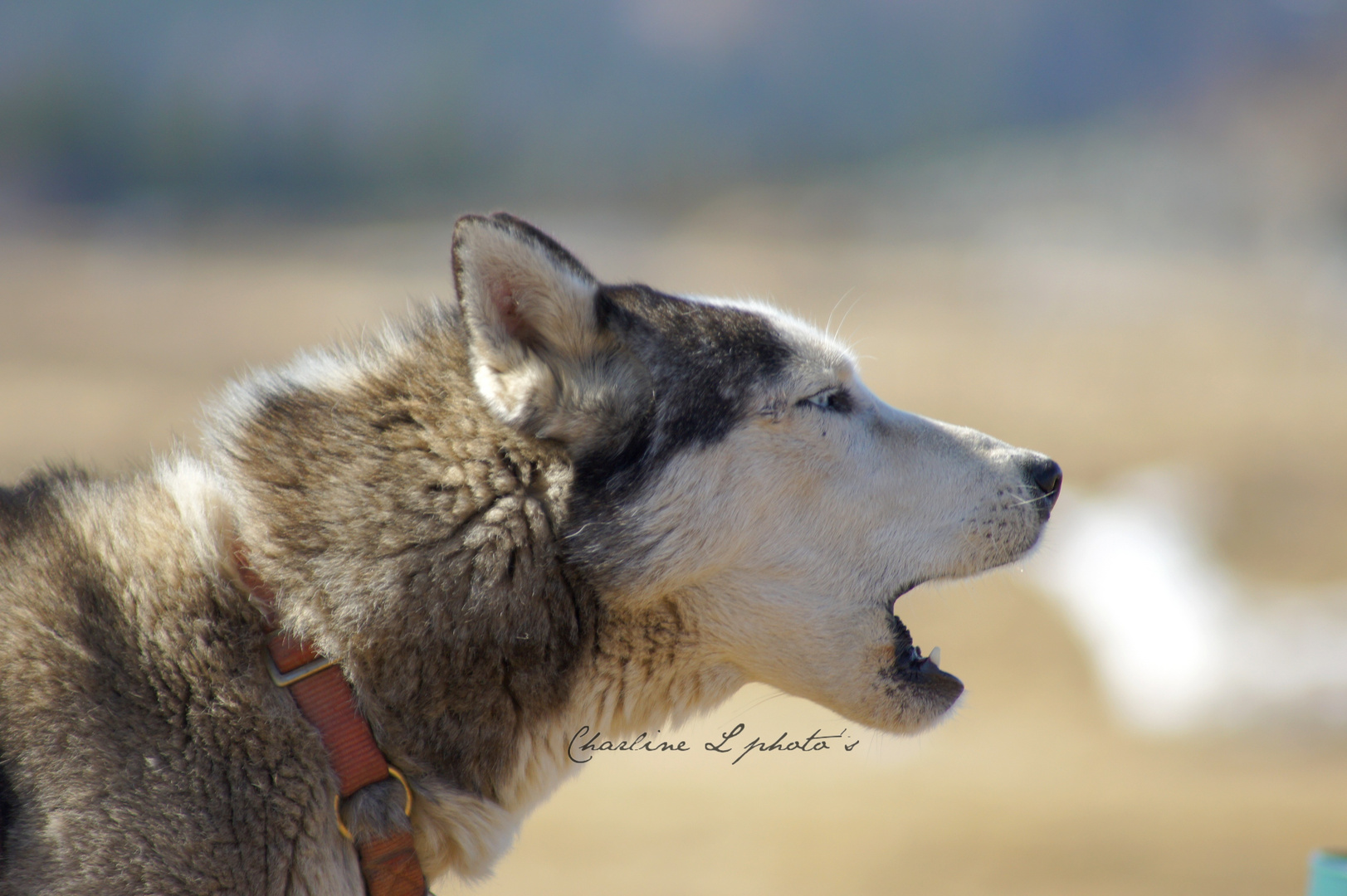 Husky à Chastreix