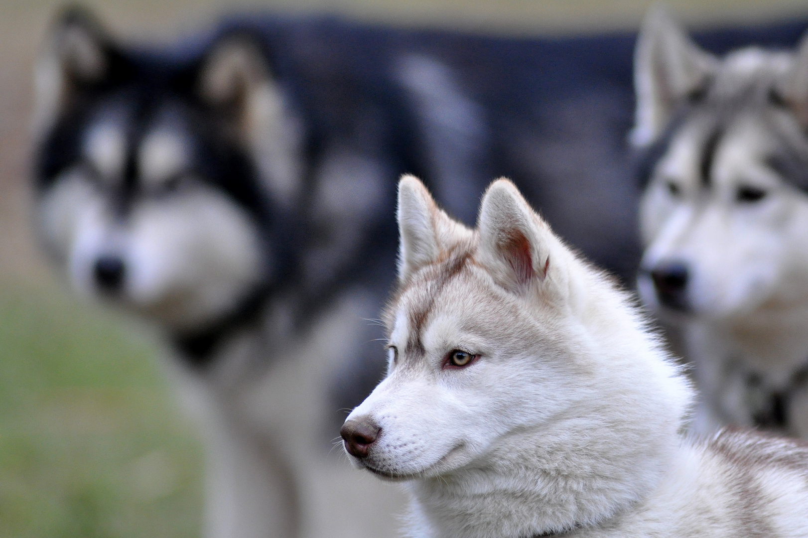 Husky