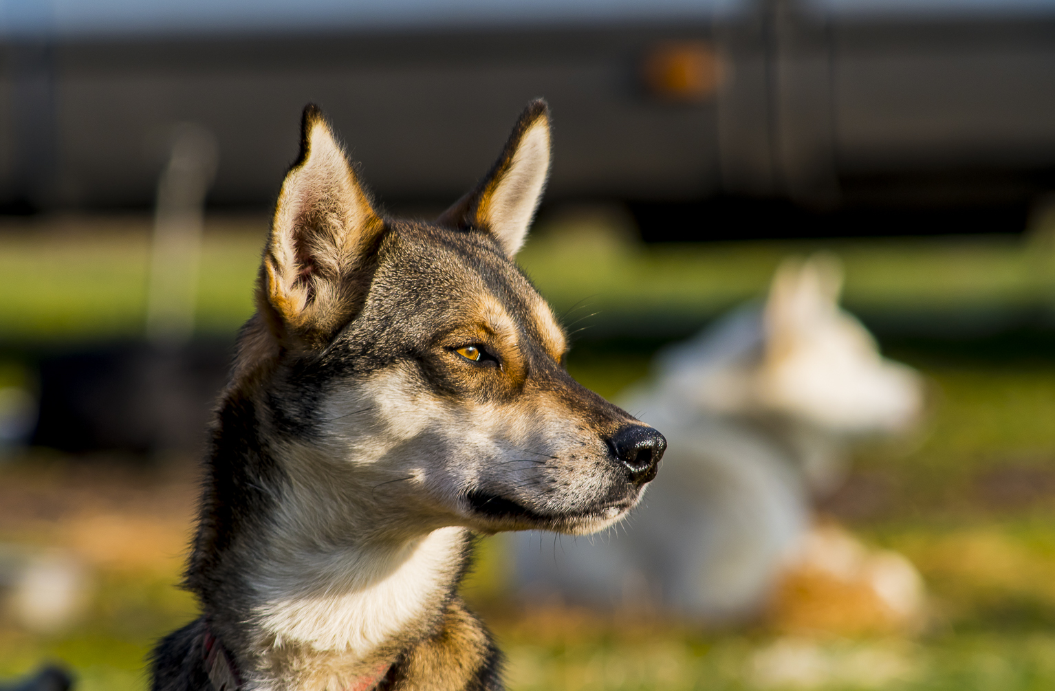 Husky