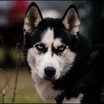 Husky