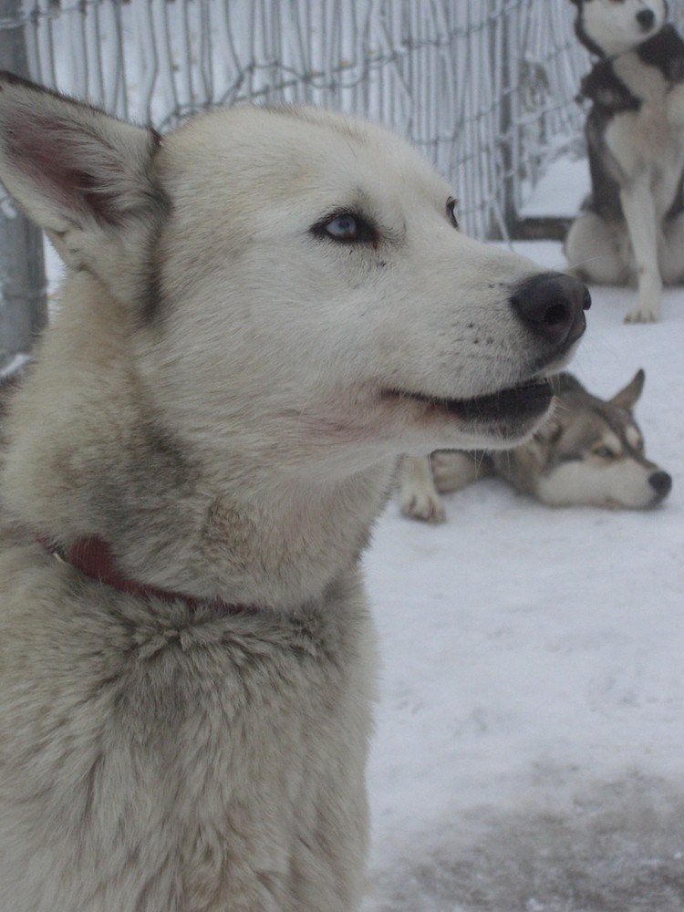 Husky