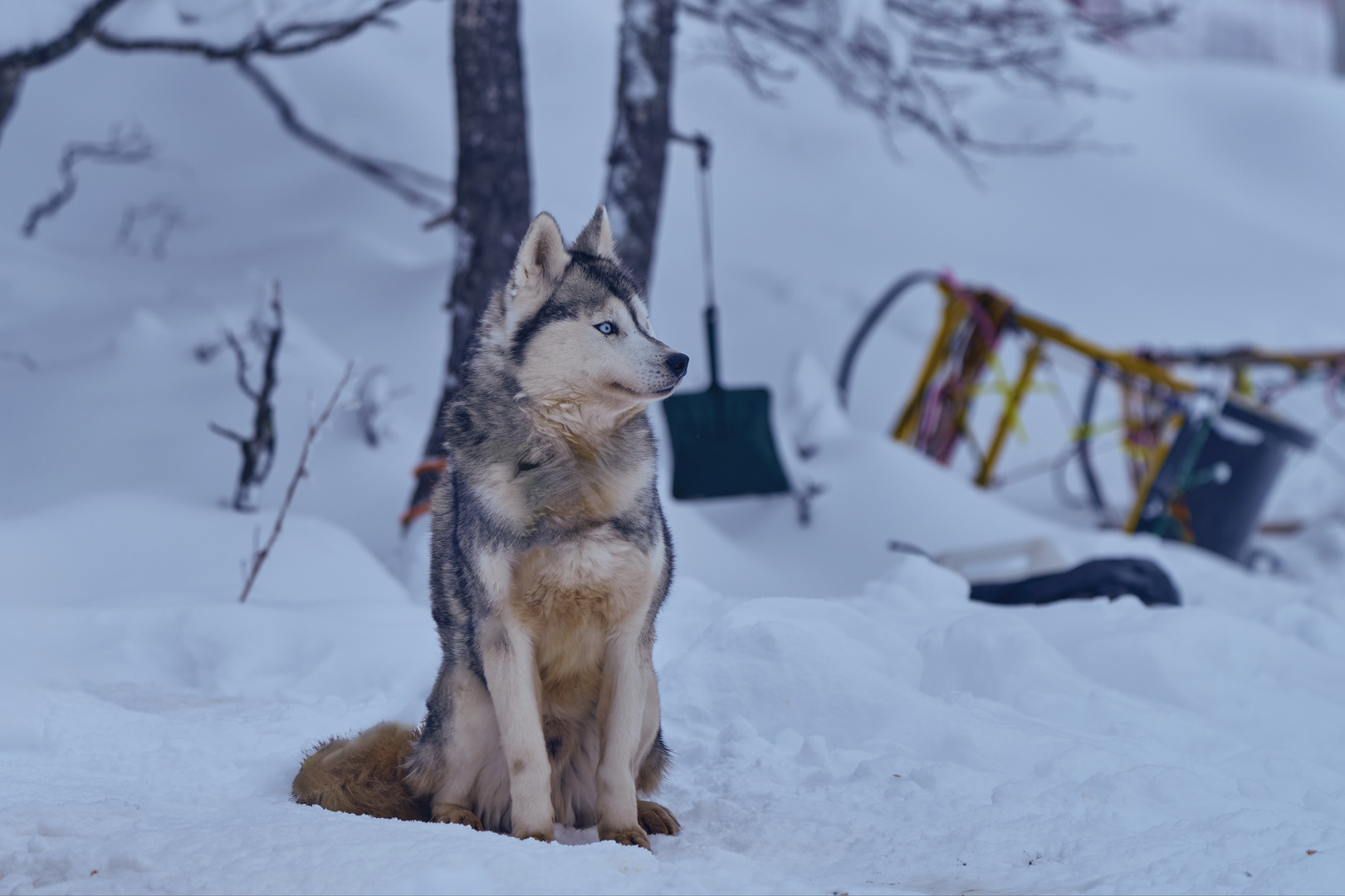 Husky 