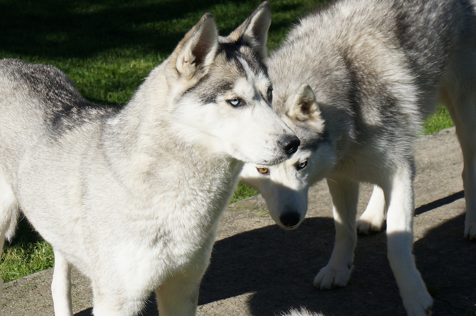 Husky