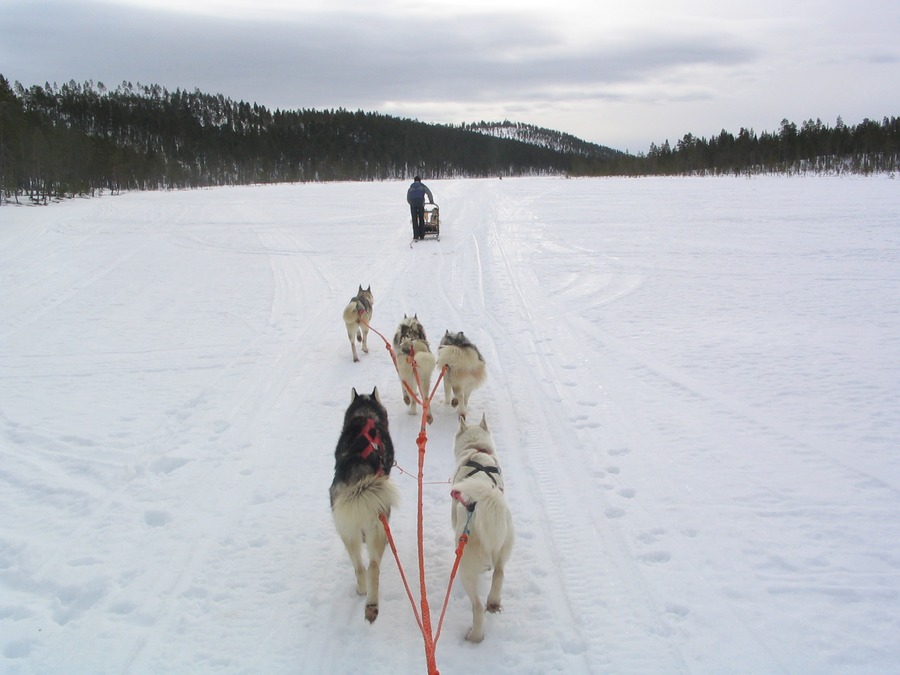 Husky-adventure in Lapland