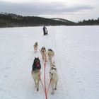 Husky-adventure in Lapland