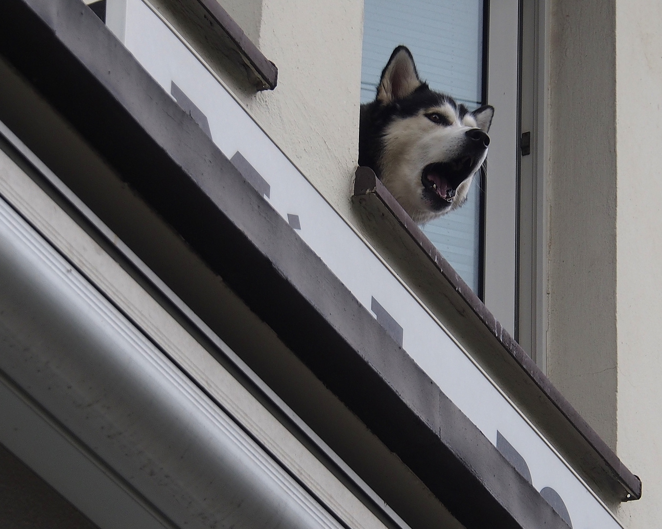 Husky am Fenster