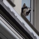 Husky am Fenster