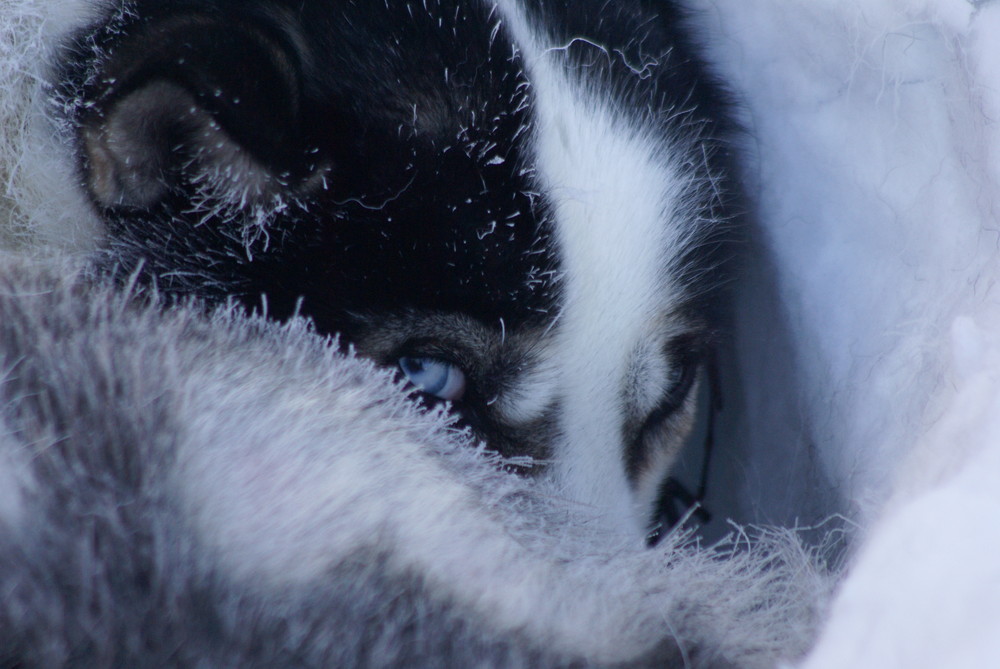 Husky am frühen Morgen