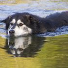 Husky am Schwimmen