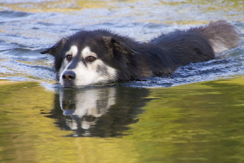 Husky am Schwimmen von Claudia N. Schreiber-Jäggi 