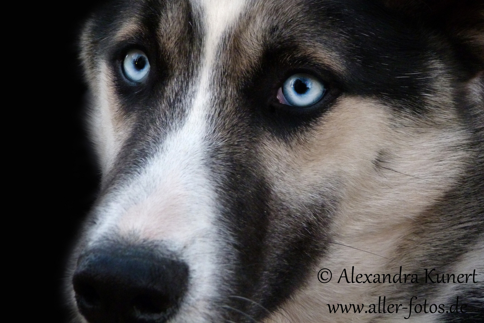 Husky Anouk