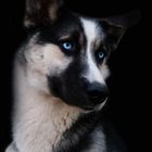 Husky Anouk nochmal