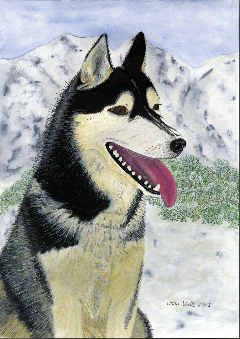 Husky - Aquarell